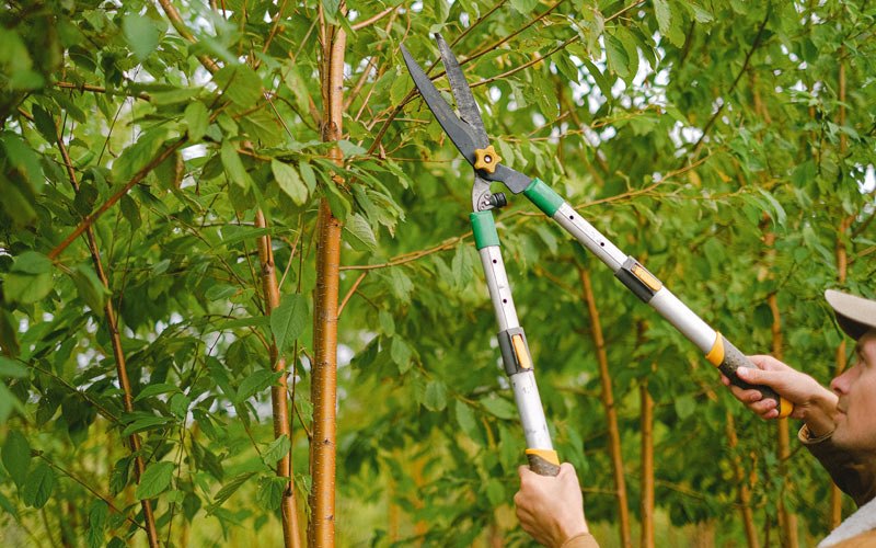 Tree trimming in Hebron, IN