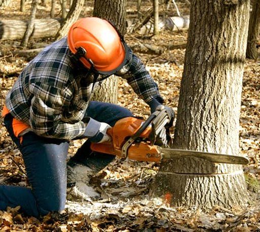 Tree Removal in Hebron, IN